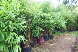 Get Your Samples From The Grower! at www.thebigbamboocompany.com
